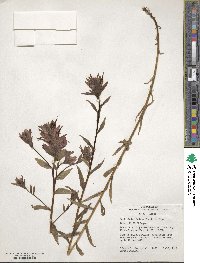 Castilleja miniata image