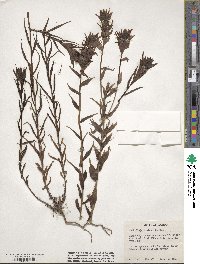 Castilleja miniata image