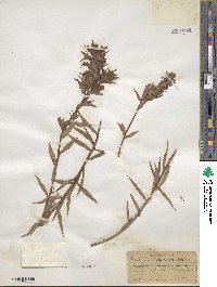 Castilleja miniata image