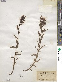 Castilleja miniata image