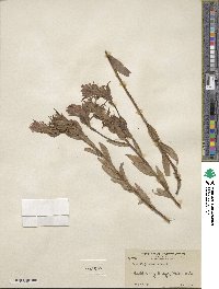 Castilleja miniata image