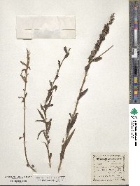 Castilleja miniata image
