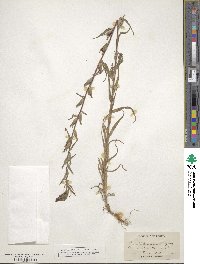 Castilleja minor image