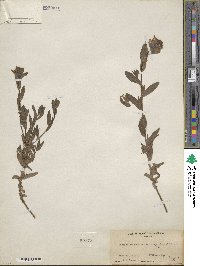 Castilleja miniata image