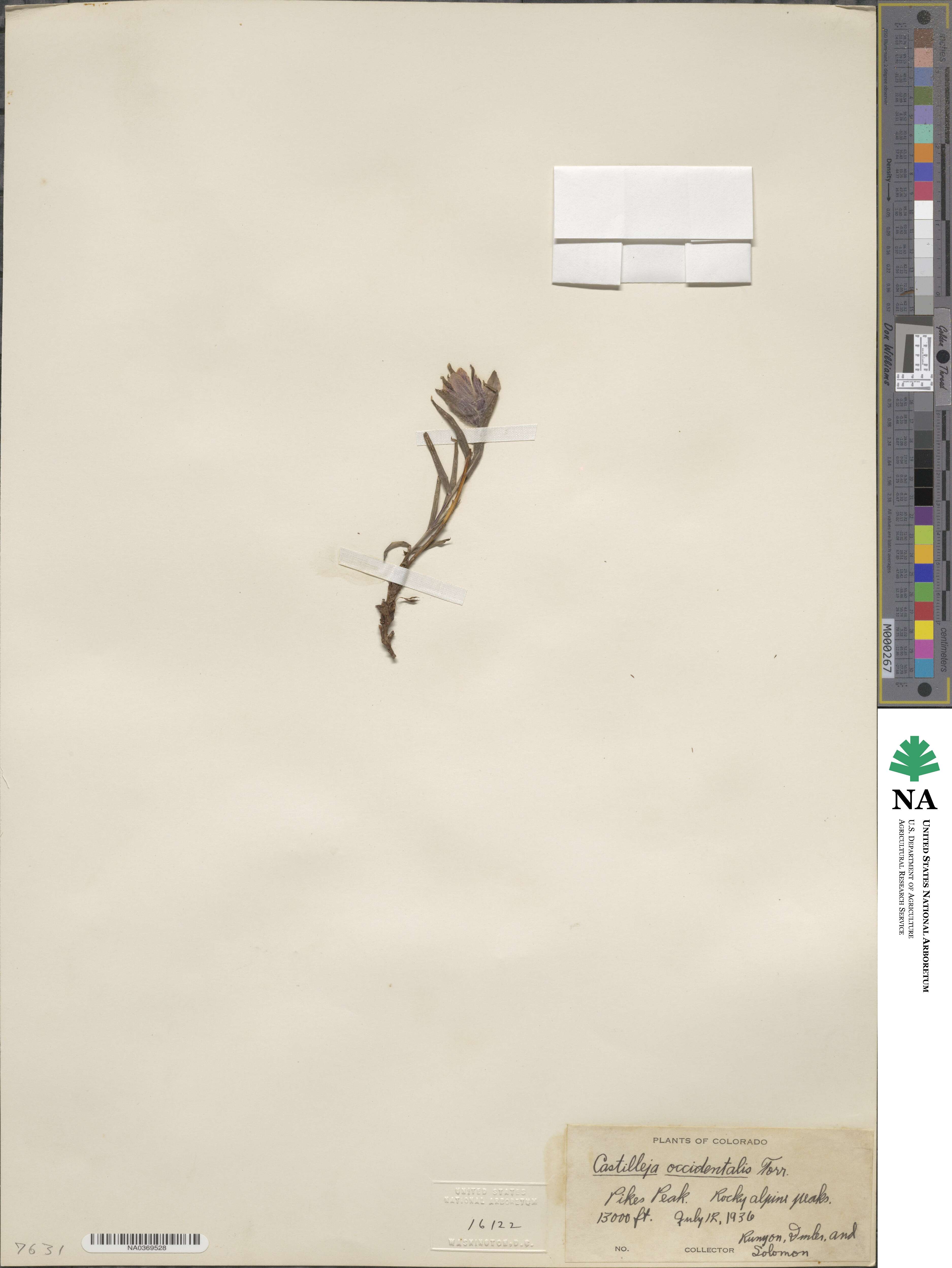 Castilleja occidentalis image