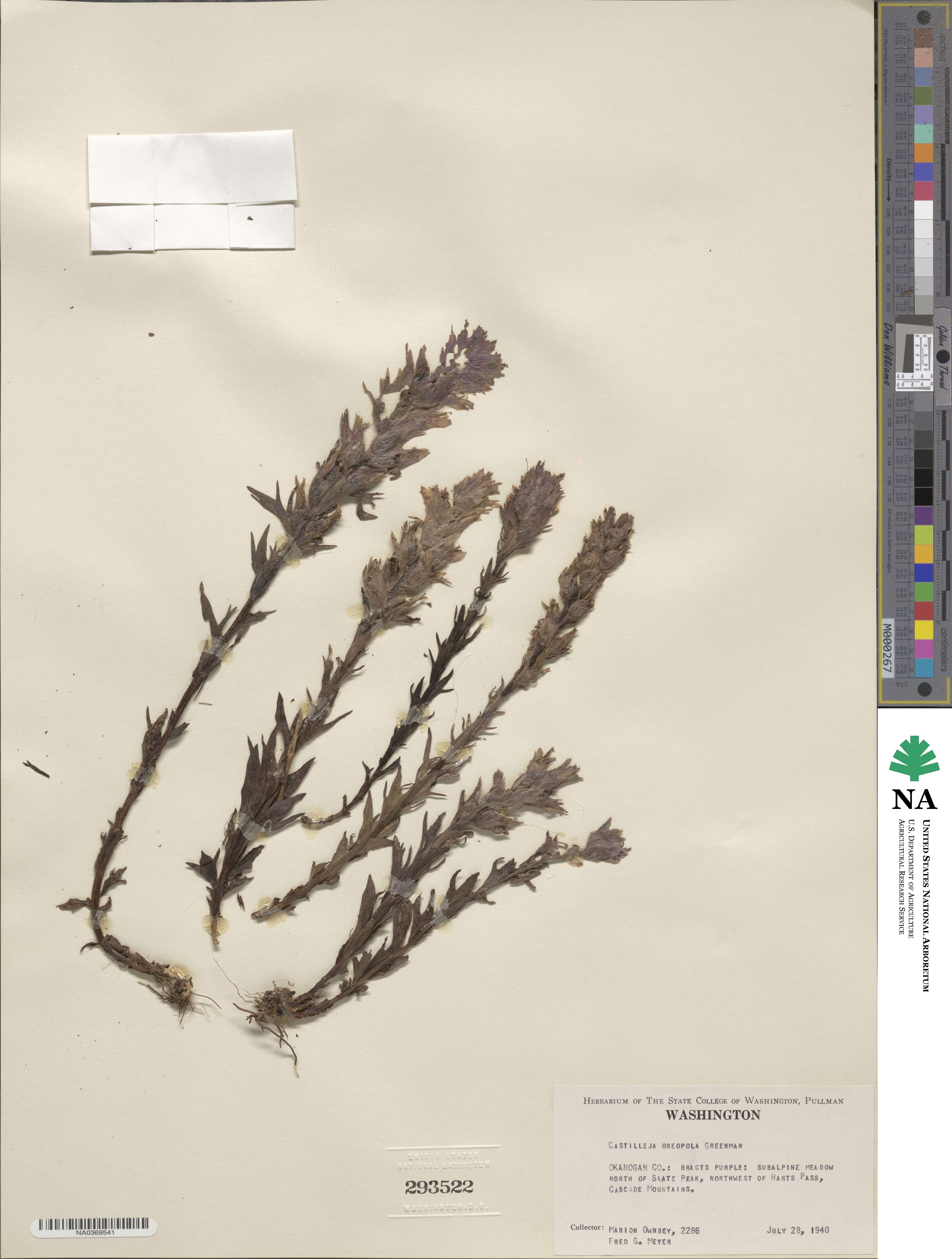 Castilleja parviflora var. oreopola image