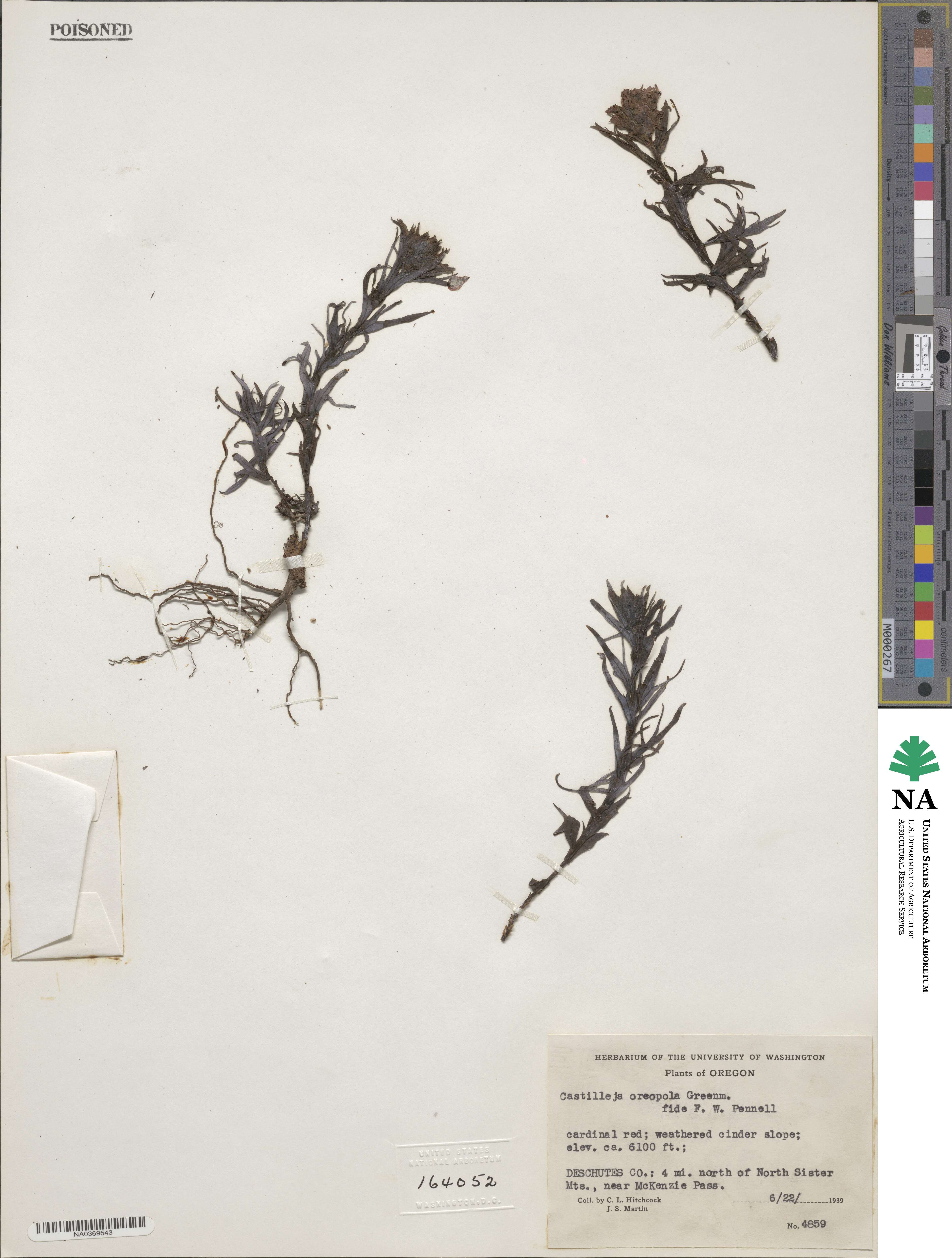 Castilleja parviflora image