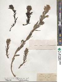 Castilleja parviflora image