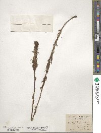 Castilleja parviflora image