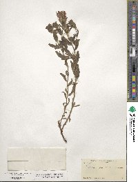 Castilleja parviflora image