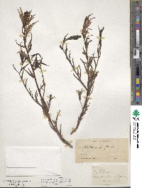 Castilleja parviflora image