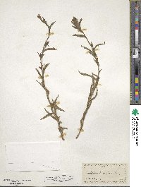 Castilleja parviflora image