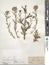 Castilleja parviflora image