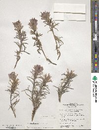 Castilleja parviflora image