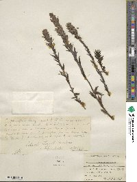Castilleja parviflora image
