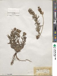 Castilleja parviflora image