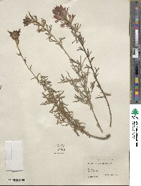 Castilleja parviflora image