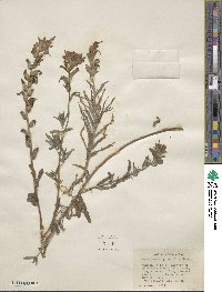 Castilleja parviflora image
