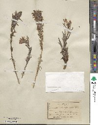 Castilleja parviflora image