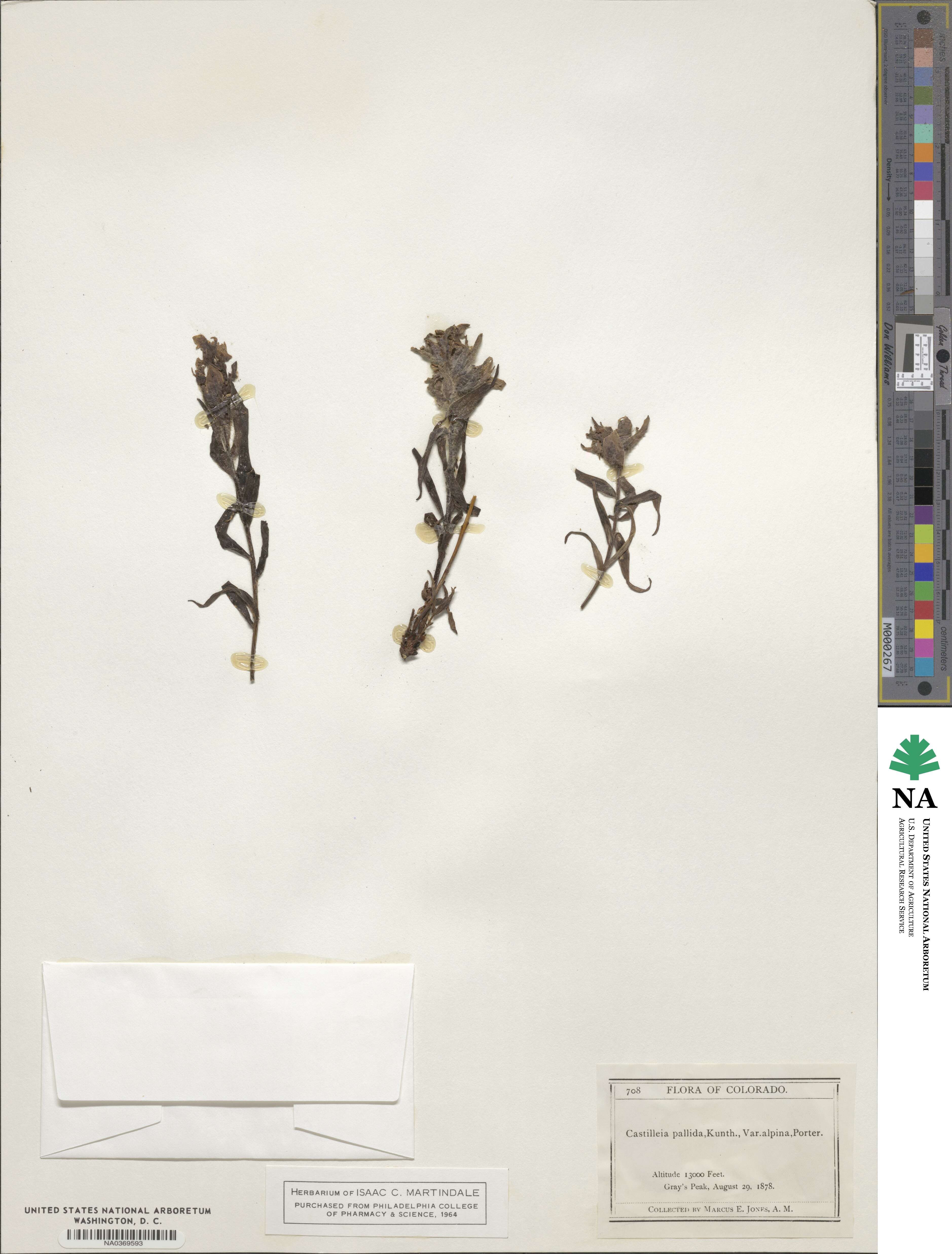 Castilleja pallida image