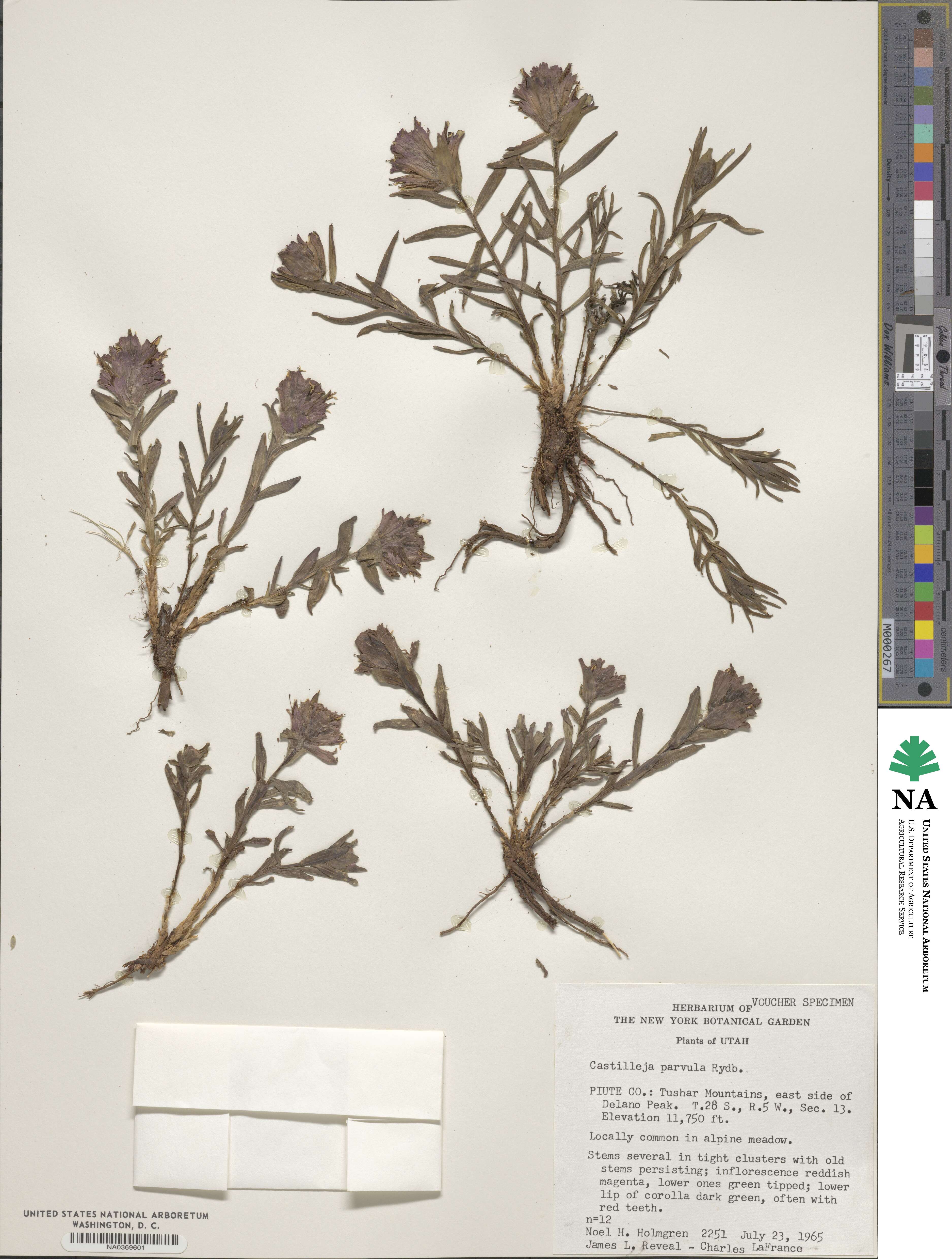 Castilleja parvula image