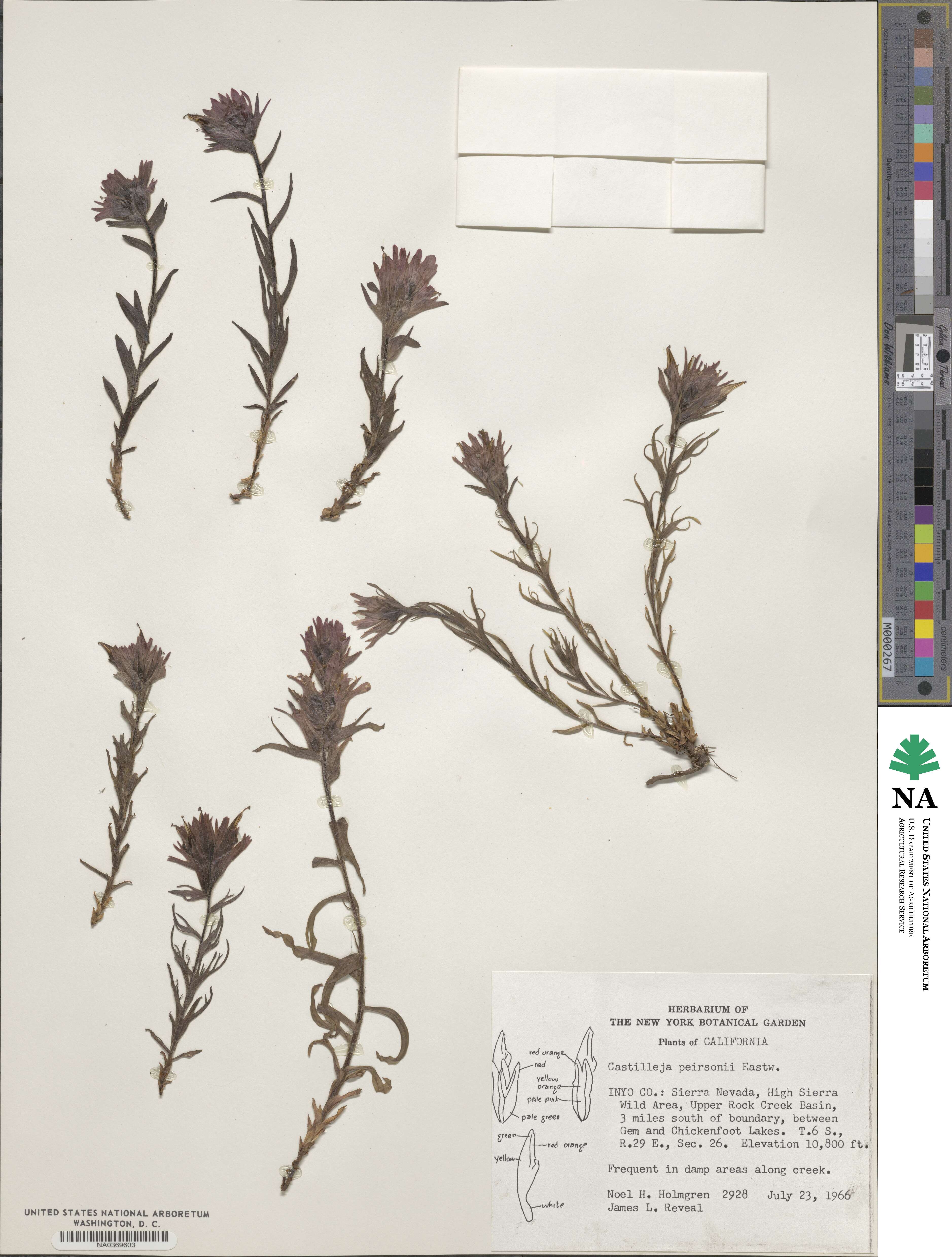Castilleja peirsonii image
