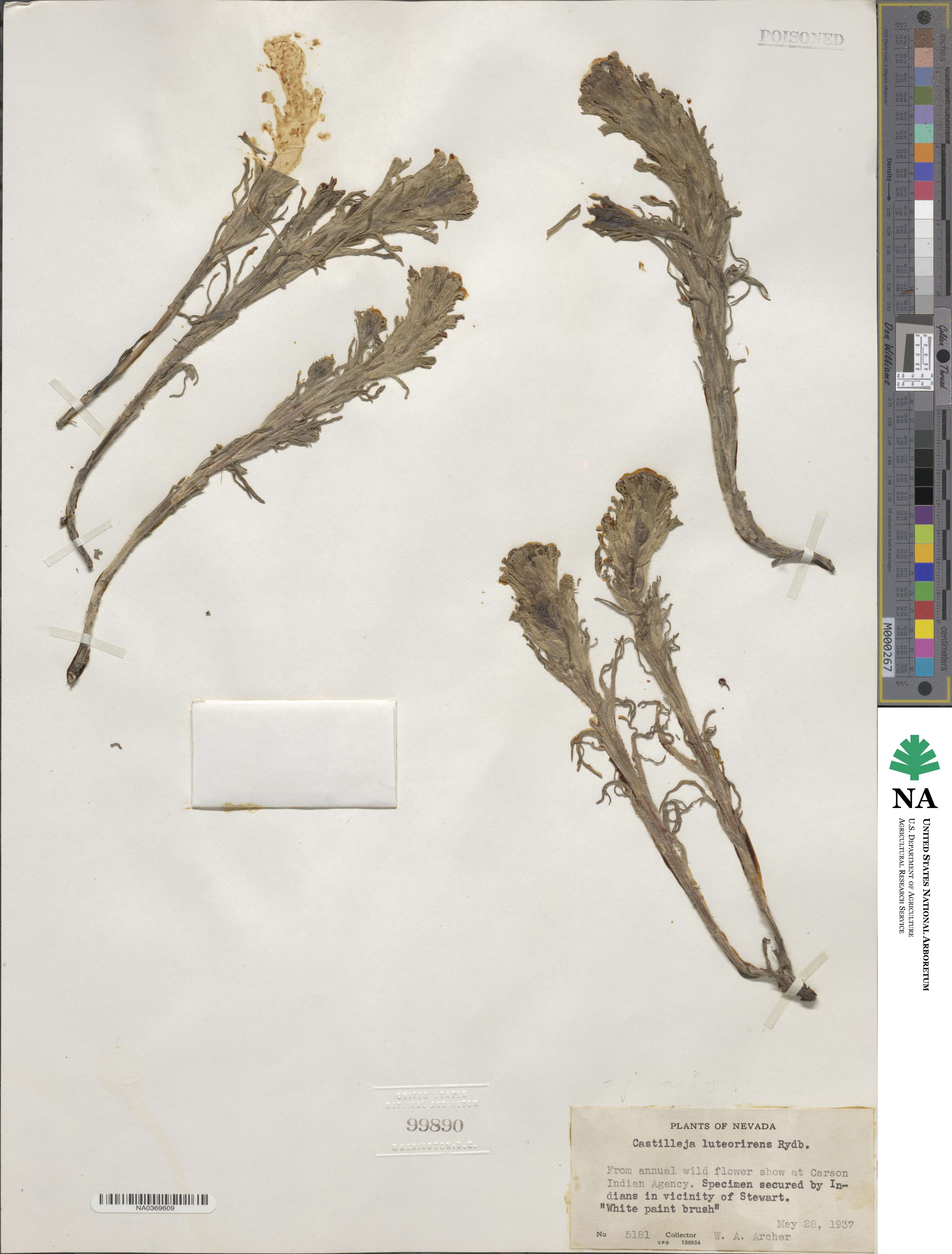Castilleja pilosa image