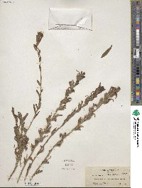 Castilleja applegatei var. pinetorum image