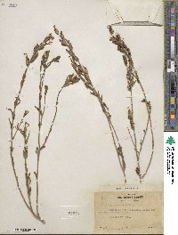 Castilleja applegatei var. pinetorum image