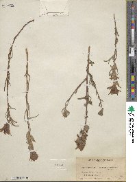 Castilleja applegatei var. pinetorum image