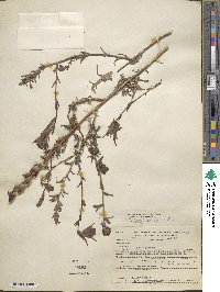 Castilleja applegatei var. pinetorum image