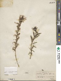Castilleja applegatei var. pinetorum image