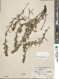Castilleja applegatei var. pinetorum image