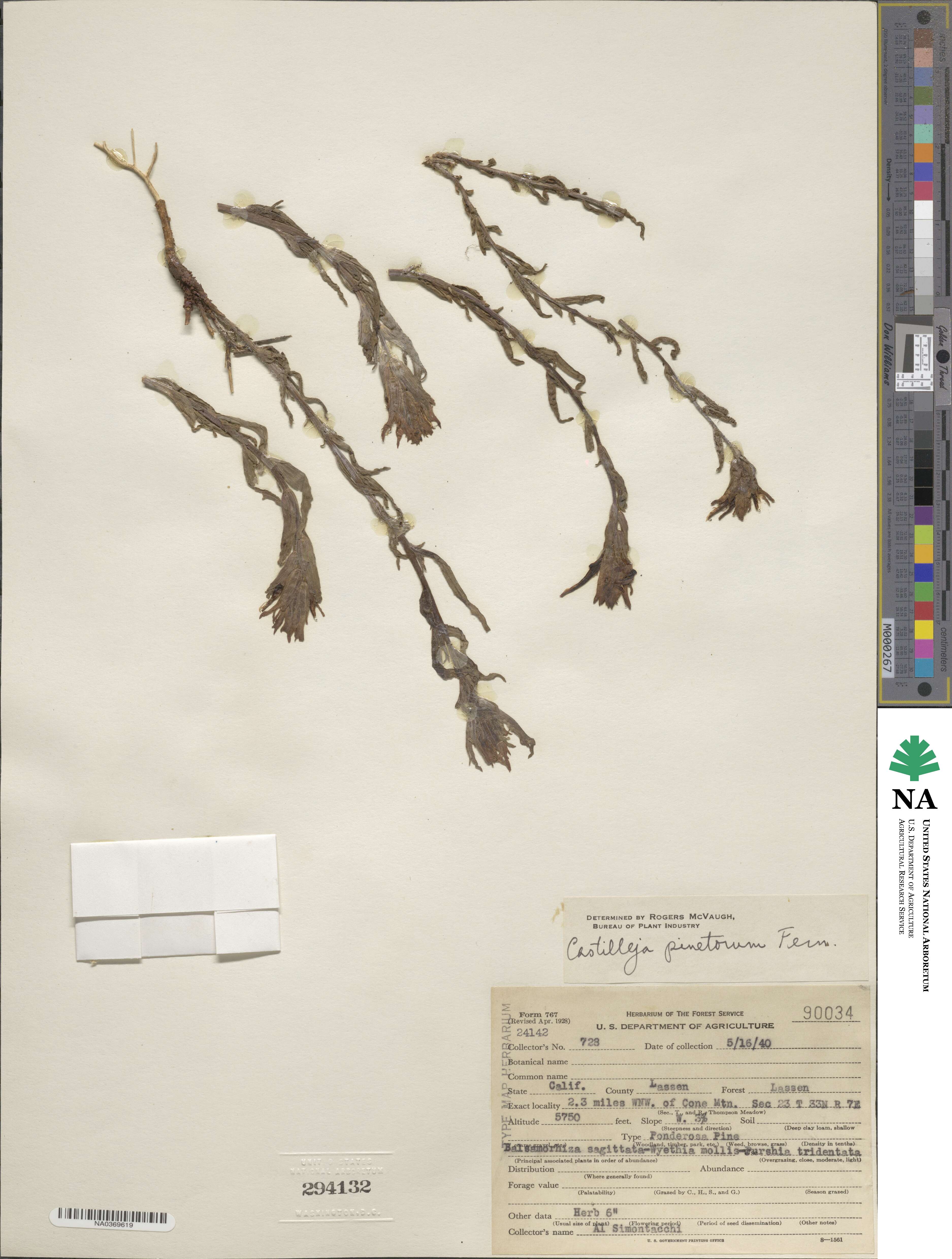 Castilleja applegatei var. pinetorum image