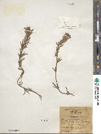 Castilleja applegatei var. pinetorum image