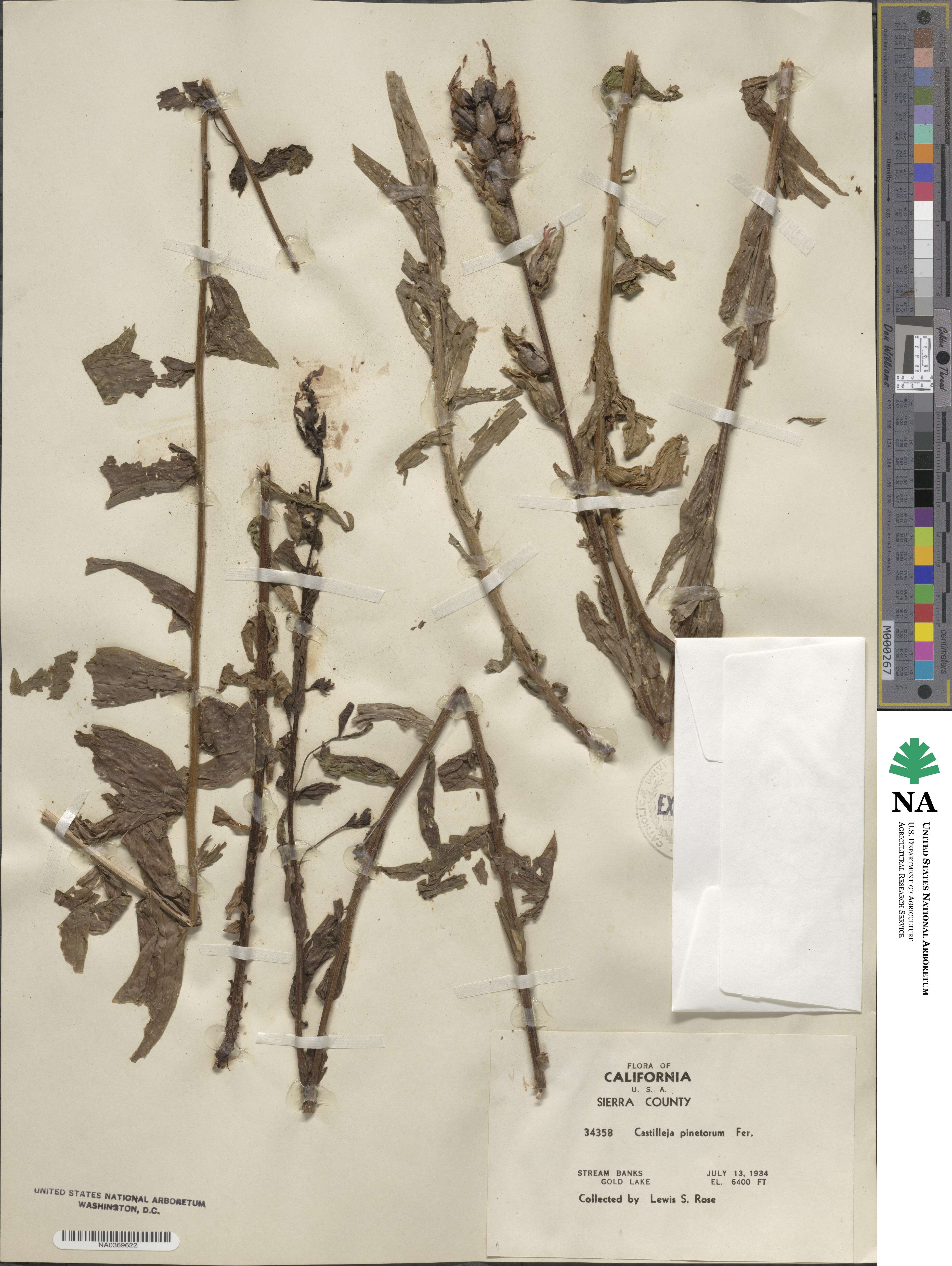 Castilleja applegatei var. pinetorum image