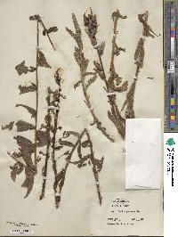 Castilleja applegatei var. pinetorum image