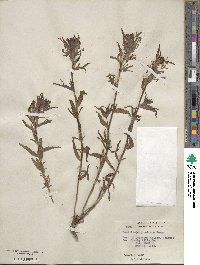 Castilleja applegatei var. pinetorum image