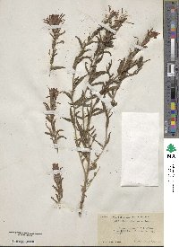 Castilleja applegatei var. pinetorum image