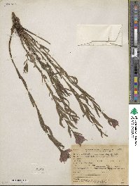 Castilleja applegatei var. pinetorum image