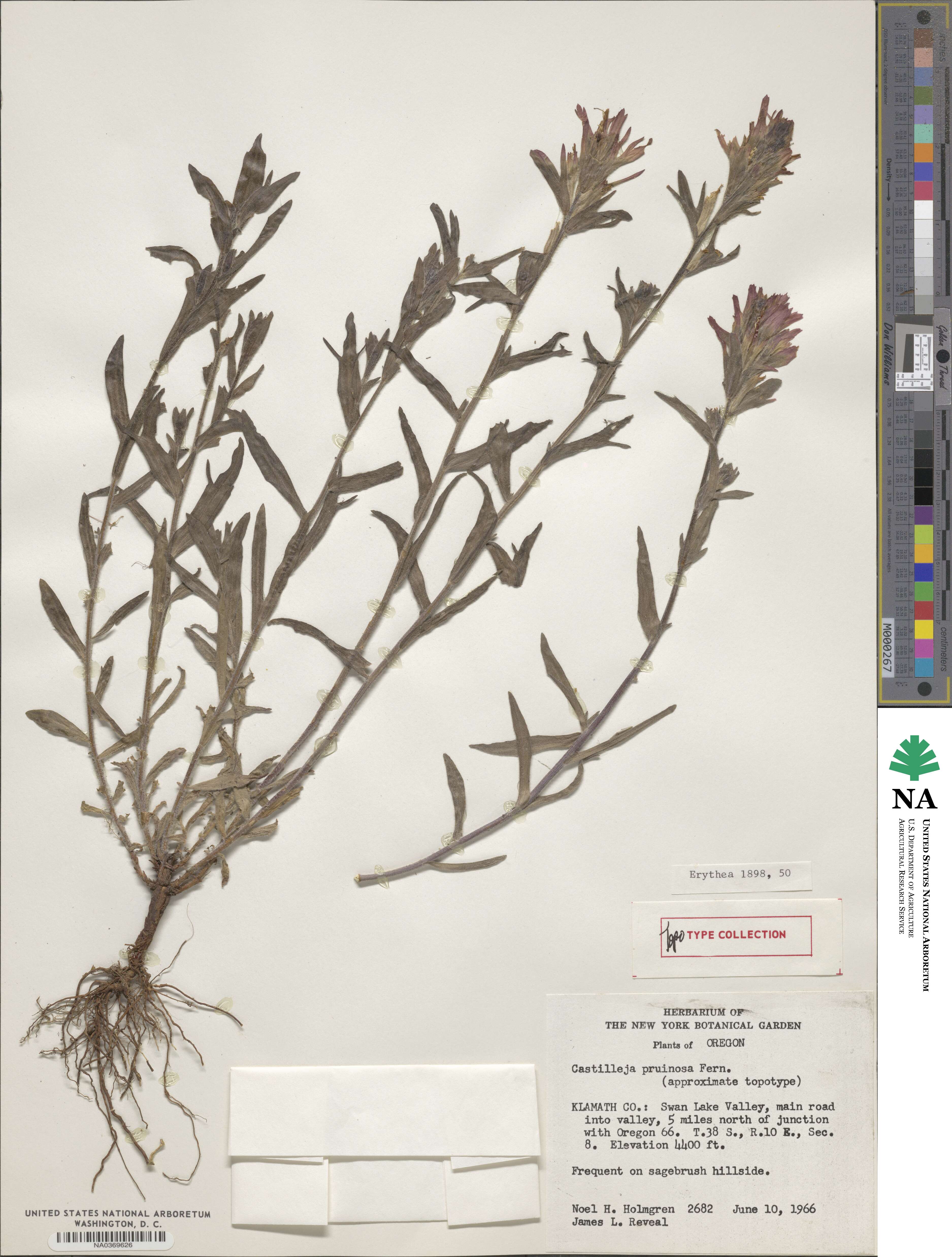 Castilleja pruinosa image