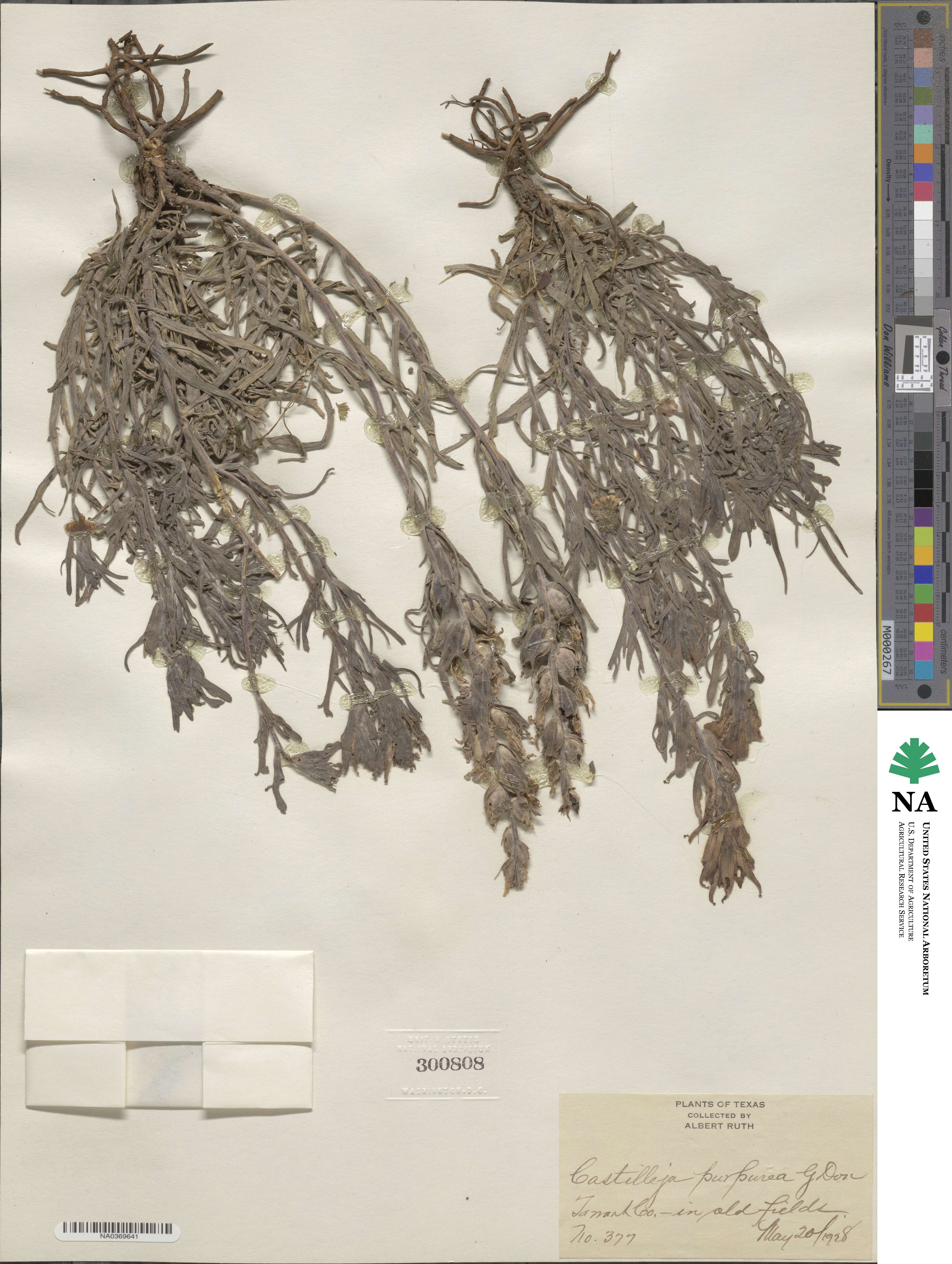Castilleja purpurea image