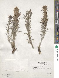 Castilleja citrina image