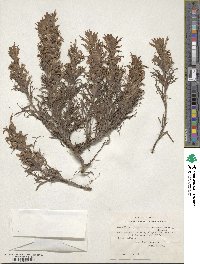 Castilleja citrina image