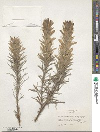 Castilleja citrina image