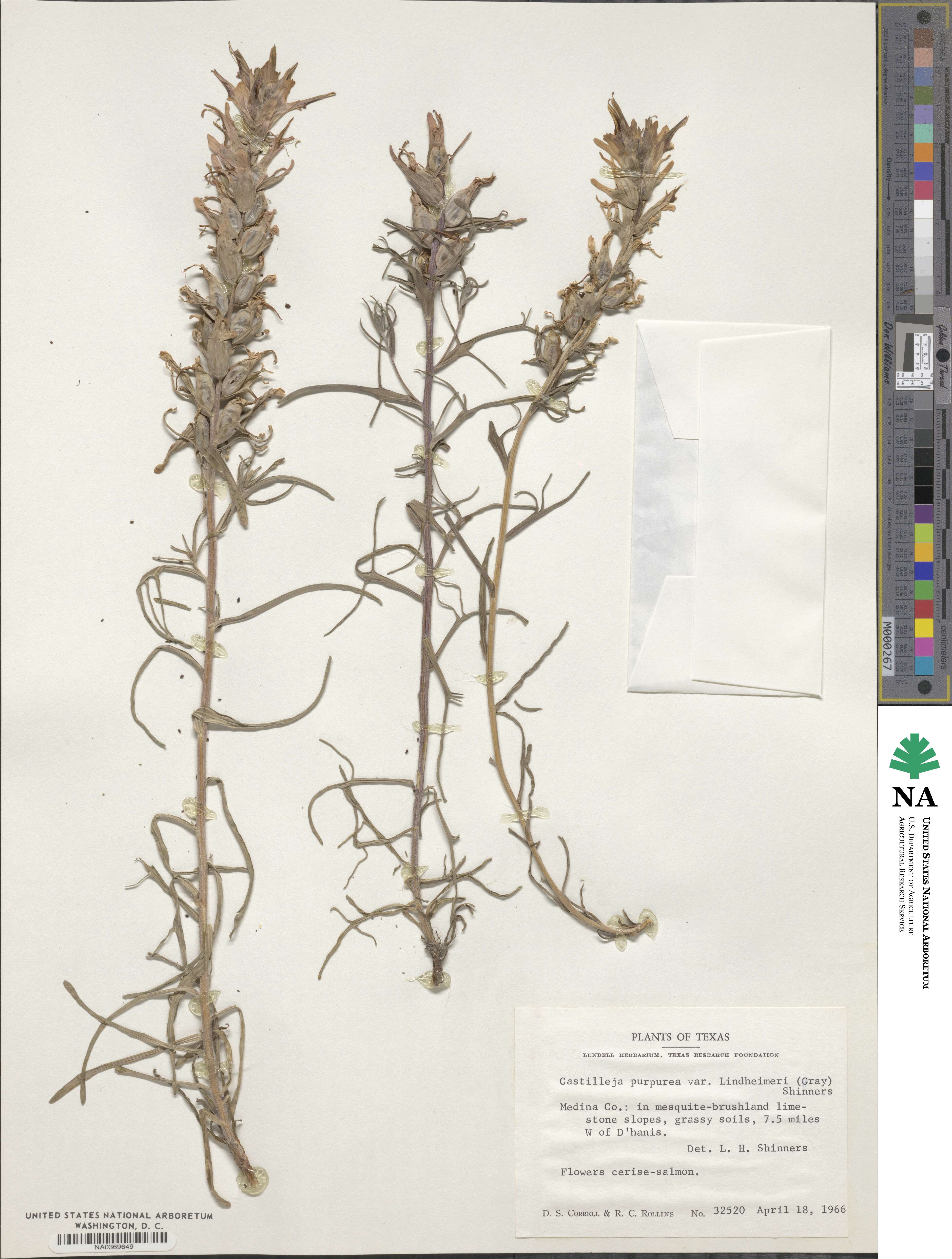 Castilleja lindheimeri image