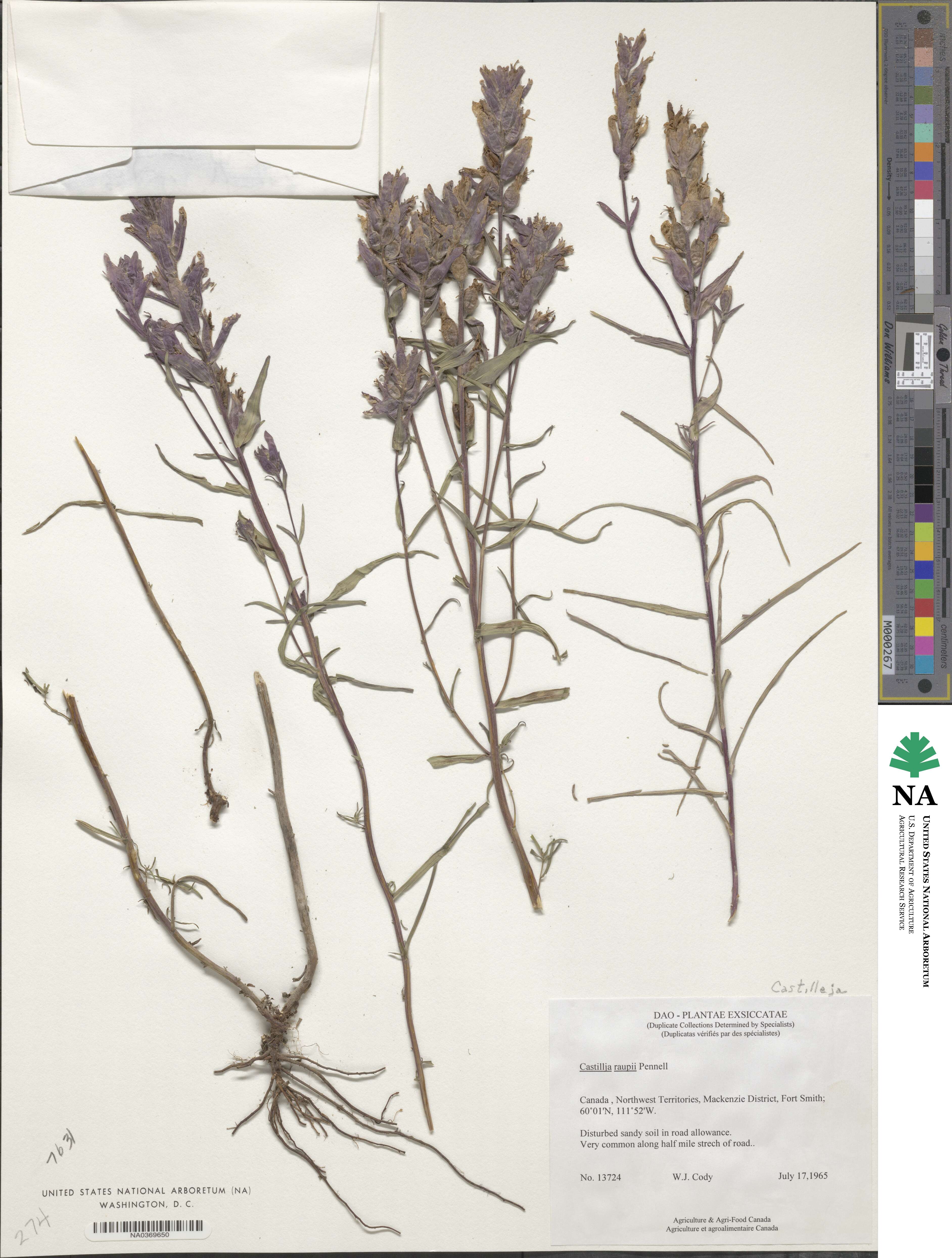 Castilleja raupii image