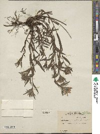 Castilleja hispida image