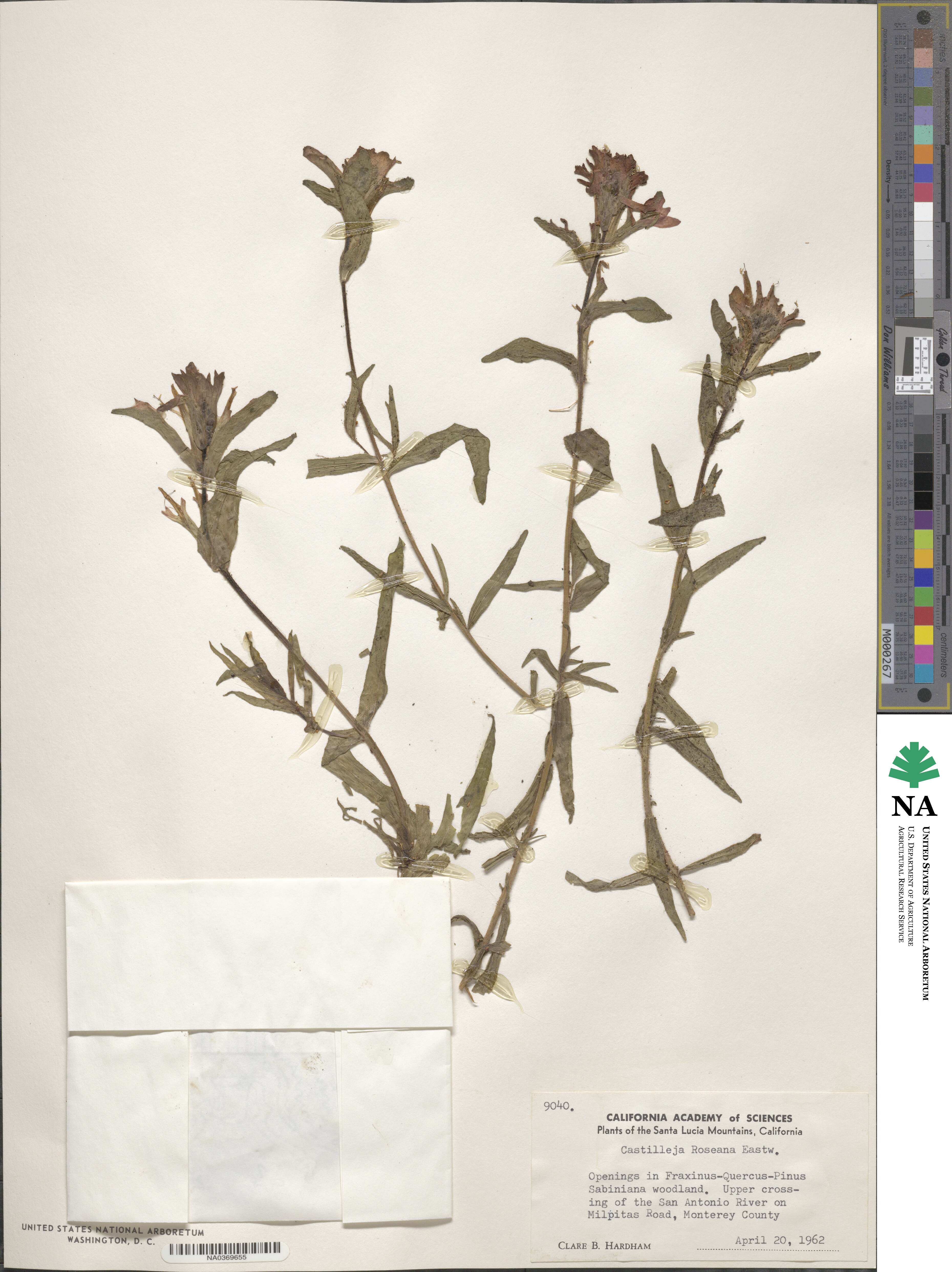 Castilleja martini image