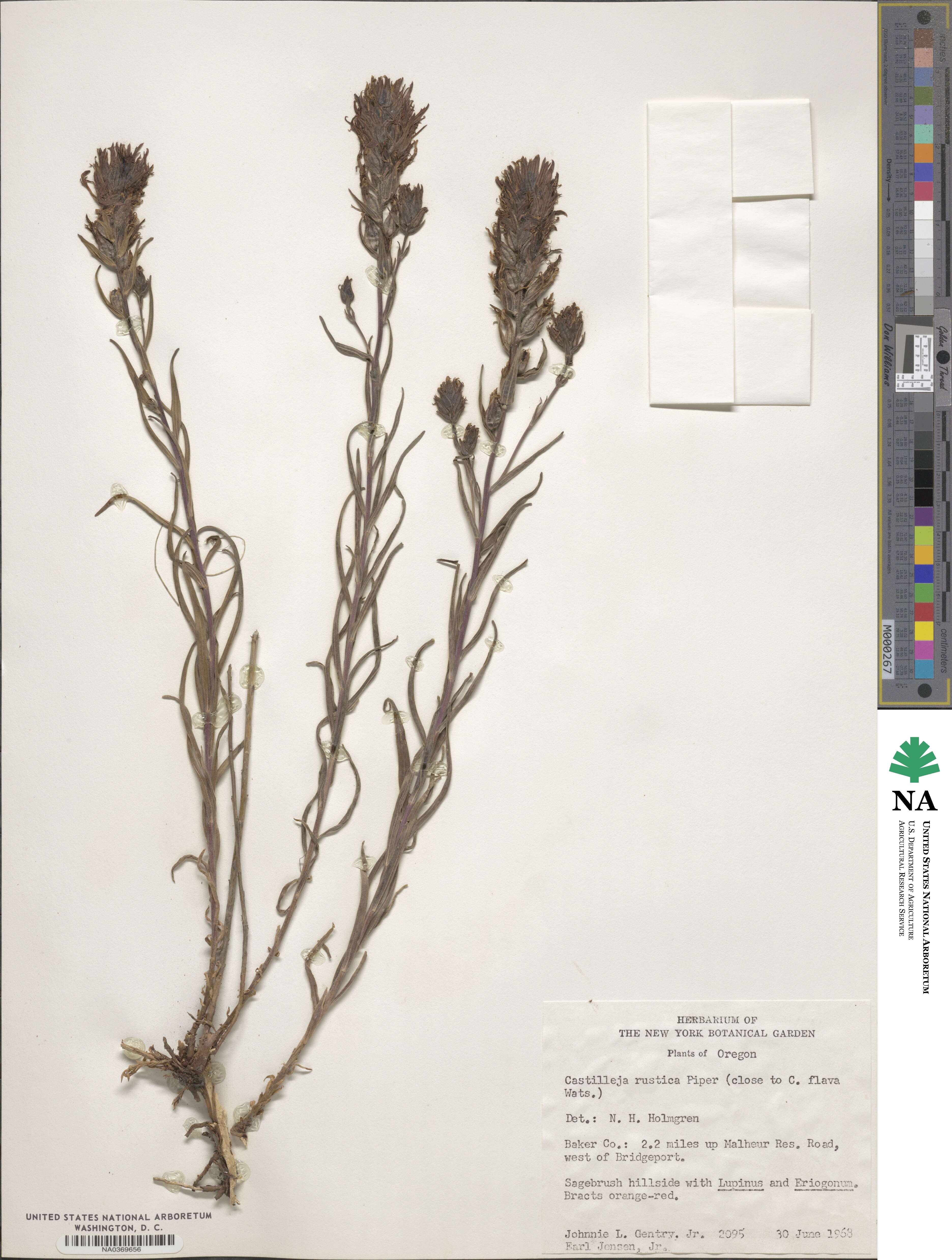 Castilleja flava var. rustica image
